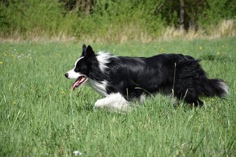 Krycí pes border kolie - 19