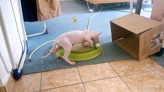 kocour Sphynx - 19