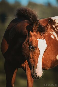 Připouštění hřebcem APPALOOSA - 19