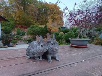 Zakrslý rex činčilový miminka - 19