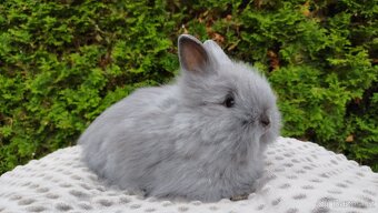 Zakrslý králík, králíček -(TEDDY)-FLORIAN - 19