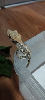 3.8.2 Correlophus ciliatus - Pagekon řasnatý - 19
