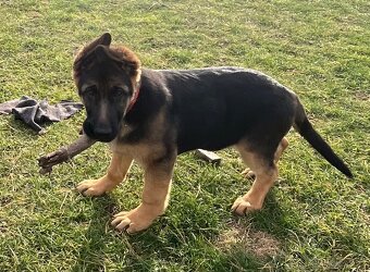 Německý ovčák - štěňata s PP - 19