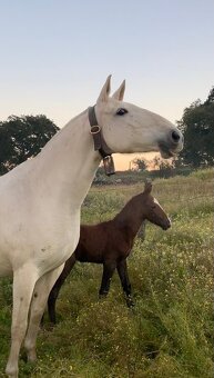 Lusitano hřebec PSL 2025 TOP drezurní linie - 19