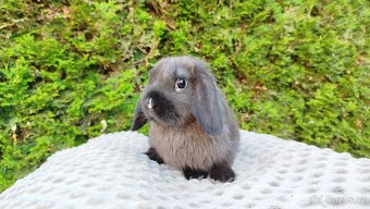 Zakrslý beránek, králíček, králík - PATRICIE - 19