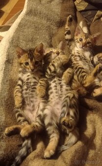 Kočka bengálská - 19
