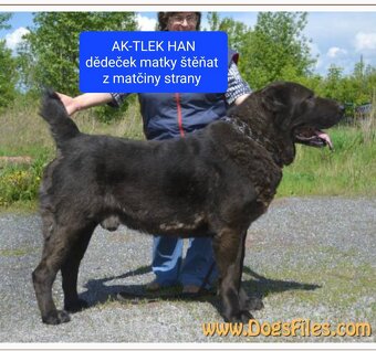 SAO-Středoasijský pastevecký pes-štěňata - 19