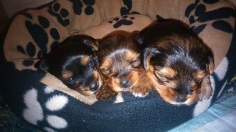 Yorkšírský teriér krytí, připuštění - 19