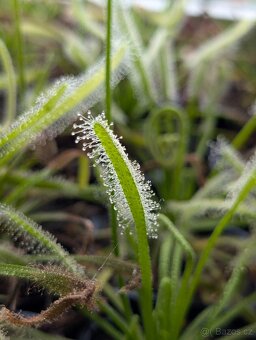 Rosnatka kapská, Drosera capensis - 19