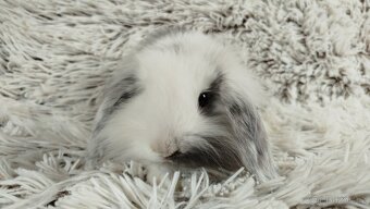 Zakrslý beránek, králíček, králík - MINDY - 19