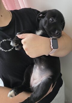 Štěňata k rezervaci - Rhodéský ridgeback × Border kolie - 19