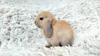 Zakrslý beránek, králíček, králík - JIJI - 19