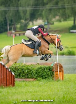 Klisna hafling - pony B do sportu - 19