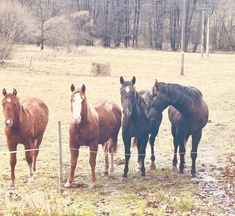 Quarter horse 2,5 roku . - 19