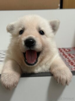 Bílý švýcarský ovčák s PP - 19