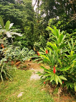 Pozemek s chatou Kostarika Heredia Sarapiqui - 19