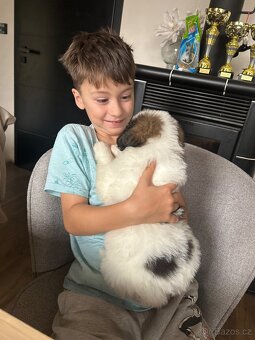 Tornjak s PP poslední 2 štěňátka - 19