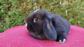 Zakrslý beránek, králíček, králík - DAN - 19