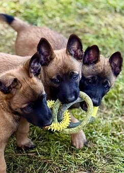 BELGICKÝ OVČÁK MALINOIS - 19
