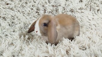 Zakrslý beránek, králíček, králík - TARA - 19