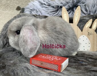 ❤️❤️Krásná Minilop Kralicek veranek miminka - 19