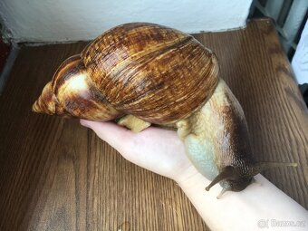 Oblovka síťkovaná (Lissachatina reticulata) 🐌 - 19