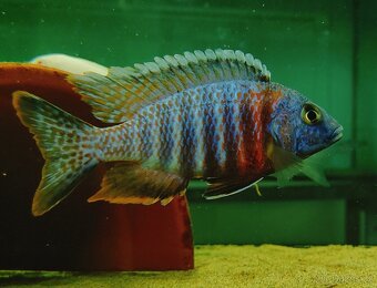 Tlamovci Malawi 35 - 19