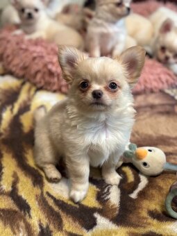 Čivava s PP FCI pejsci - 19