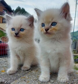 Maciatka ragdoll na odber - 19