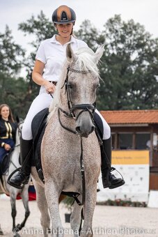 Připouštění Shagya arab Jussuf V-CZ Festival - 19