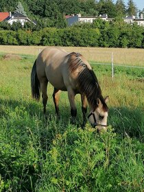 Připouštění - plemenný hřebec AQH buckskin SM MITO COMMANDER - 19