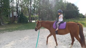 Líbivá charakterní pony klisna - 19