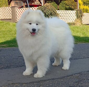 Štěňátka samojeda s PP - 19