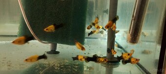 Čtverzubec trpasličí - 19