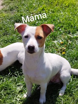 Jack Russell štěňátka - 19