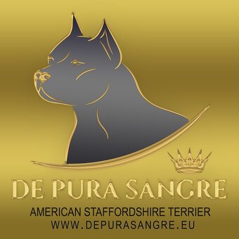 Americký stafordšírský teriér modrá št., s P.P. - 19