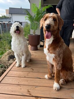 Goldendoodle šteniatka F2 - 19