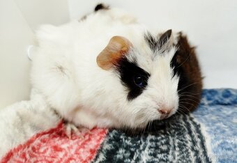 Morče, Morčata, Morčátko, Morčátka - GIGI A GINA - 19