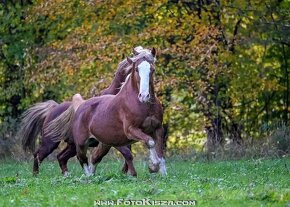 Připouštění Welsh cob - D - 19