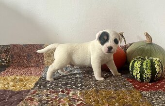 Štěňata Parson Russell Terier s PP - 19