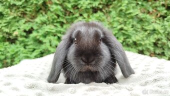 Zakrslý beránek, králíček, králík - JIMMY - 19