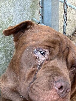 ČOKO K ADOPCI - zlomená něžná dušička - 19