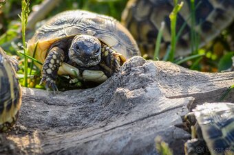 Suchozemské želvy 2023 a 2024 + vybavená terrária - 19