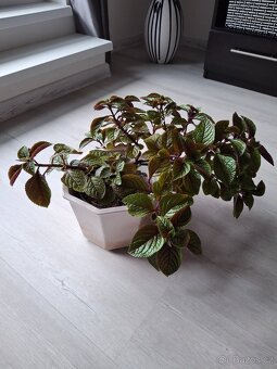 Gril elektrický SENCOR 59 x 32 cm - 19