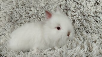 Zakrslý králík, králíček - HERBERT a HEIDY - 19