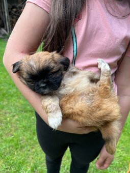 Trpaslíči Pekinézer - 19