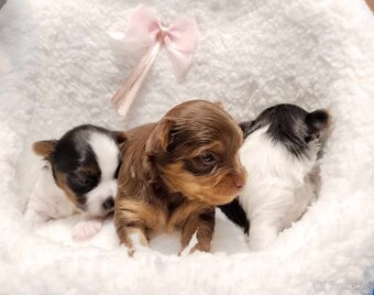 Yorkshire Terrier Biewer,Biro a Black and tan - 19