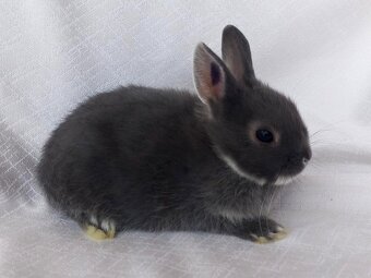 Zakrslí beránci,teddy a bílopesíkatí králíčci s rodokmenem - 19
