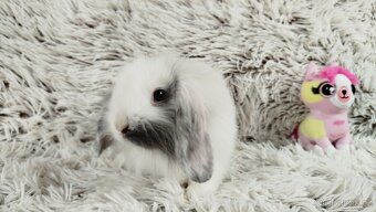 Zakrslý beránek, králíček, králík - MINDY - 19