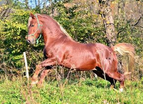 Připouštění Welsh cob - D - 19